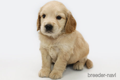 成約済の神奈川県のミックス犬-328247の1枚目